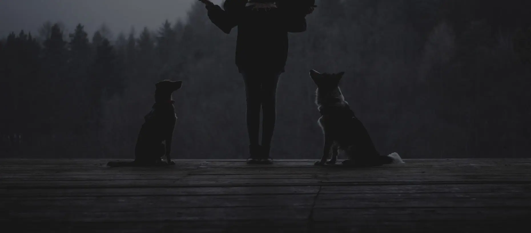 Two dogs beside their owner in BARFER’s outdoor brand photography
